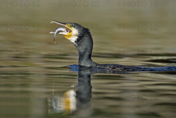 Great Cormorant (Phalacrocorax carbo) feeding on Eurasian perch (Perca fluviatilis), Piedmont,