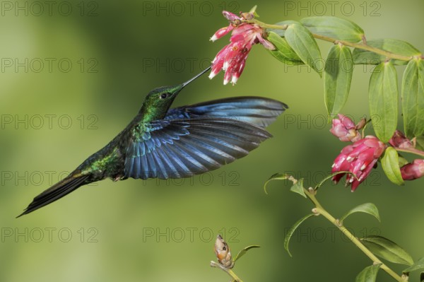 Great Saphirewing (Pterophanes cyanopterus) flying and feeding at a flower in the mountains of