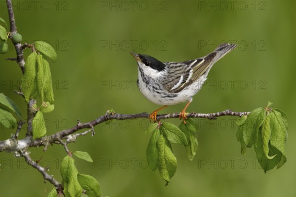 Blackpoll Warbler (Setophaga striata) male perched on a branch, Texas, USA
