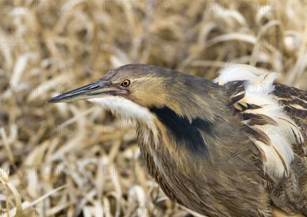 American Bittern, Botaurus lentiginosus, displaying at a pond in Saskatoon, Saskatchewan