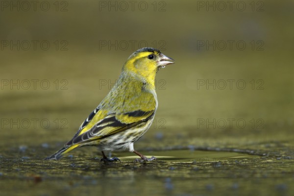Sijs drinkend op ijs, Siskin drinking on ice
