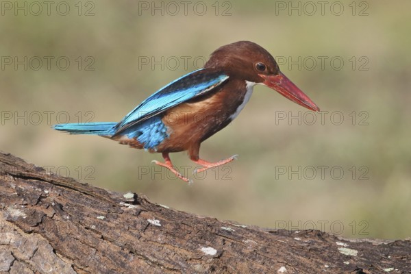 White-throated Kingfisher (Halcyon smyrnensis) hopping, Penang, Malaysia