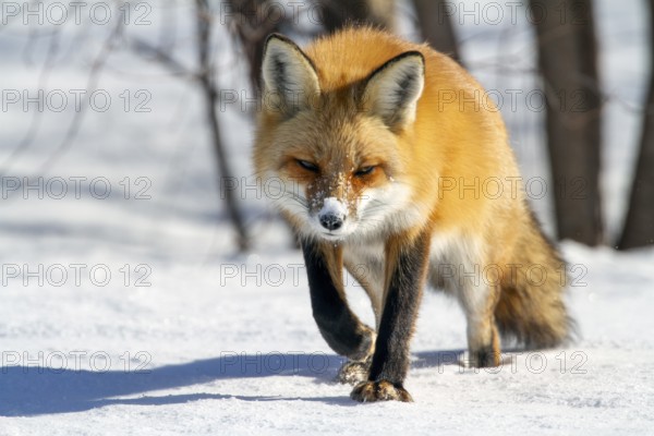 Red fox (vulpes vulpes), Fox walking on snow and spotting a prey, Fox ready to pounce, Close-up,