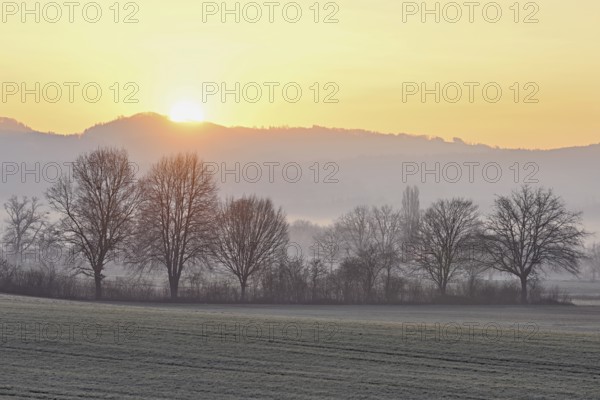 Meadows and trees in the early morning mist in the light of the rising sun, Reusstal, Aristau,
