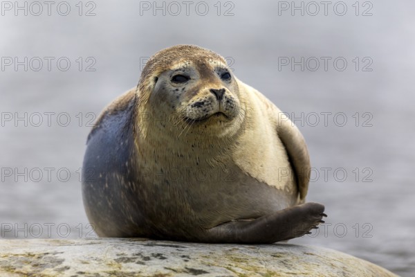 Harbour seal (Phoca vitulina) lying on a stone in the water, Mammals (Mammalia), Gravnesodden,