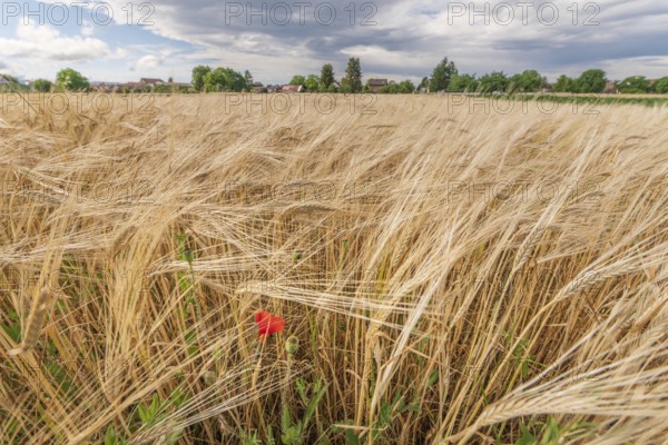 A large field of golden barley grass moves gently in the breeze, punctuated by a vibrant red poppy.