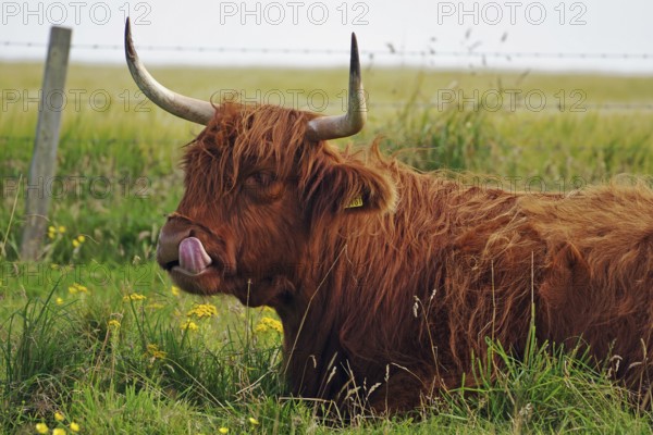 Long-haired cattle on a green pasture looks calm and peaceful, humour, sticking out tongue,