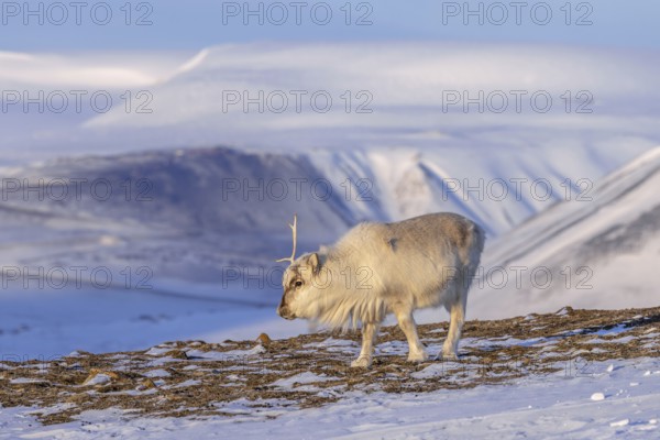 Svalbard reindeer (Rangifer tarandus platyrhynchus) adult in winter coat casting antlers on snow