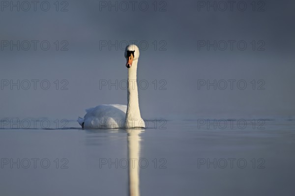 Mute swan (Cygnus olor), swimming in the morning light on the Flachsee, nature reserve, Reusstal,