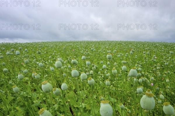 Fruit stands of opium poppy (Papaver somniferum), with grey sky, summer, Germerode, Geo nature park