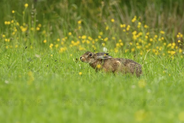 European hare (Lepus europaeus), Vulkaneifel, Rhineland-Palatinate, Germany