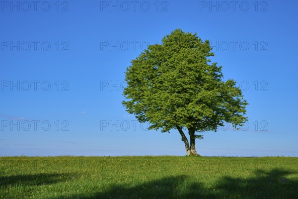 A beech tree on a wide meadow under a blue sky, spring, Schauinsland, Freiburg im Breisgau, Black