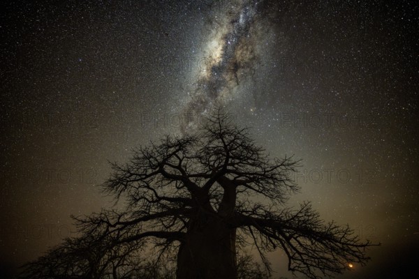 Silhouette of a baobab tree with starry sky and Milky Way, African baobab (Adansonia digitata),