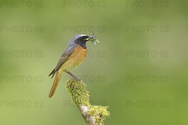 Redstart (Phoenicurus phoenicurus), male with caterpillars in beak on mossy branch, songbird,