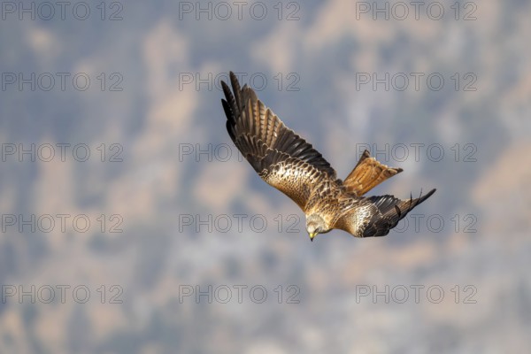 Red kite (Milvus milvus), in flight, Münster, Tyrol, Austria