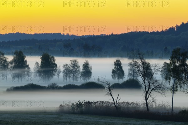Early morning fog over the moor, birch (Betula), birch family (Betulaceae), dawn, fog, Pfrungen,