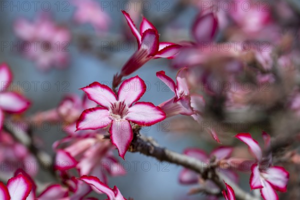Multiflorous desert rose (Adenium multiflorum) also known as Sabi star, many pinkish white flowers,
