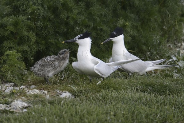 Sandwich Tern (Thalasseus sandvicensis) juvenile, Texel, Netherlands