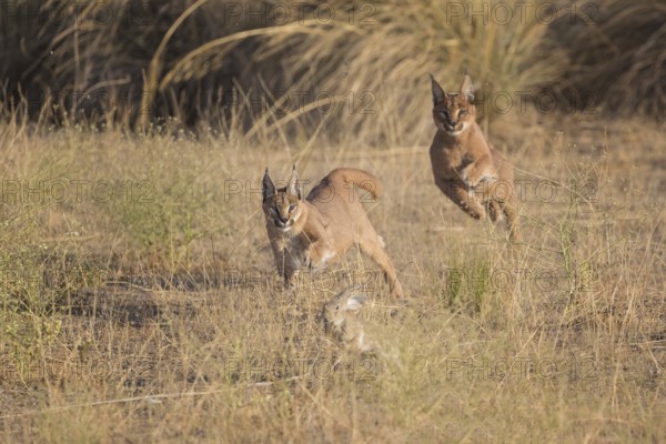 Caracal (Caracal caracal) two adult hunting Iberian Hare (Lepus granatensis), Castile-La Mancha,