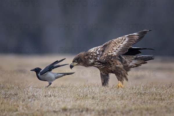 White-tailed Eagle & Hooded Crow (Haliaeetus albicilla & Corvus cornix), Poland