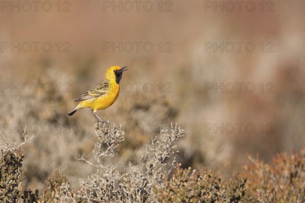 Orange Chat (Epthianura aurifrons) male singing in dry lakebed habitat, Western Australia,