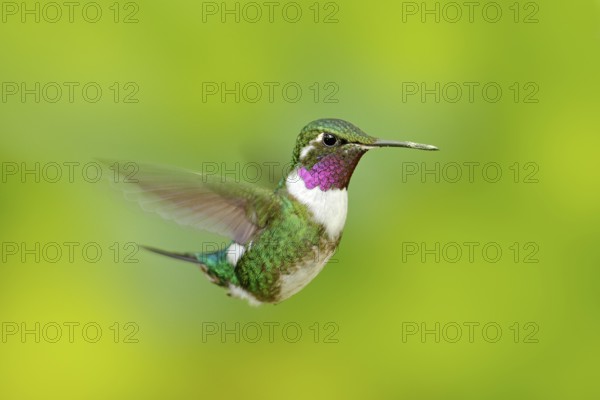 White-bellied Woodstar, hummingbird with clear green background. Bird from Tandayapa. Hummingbird