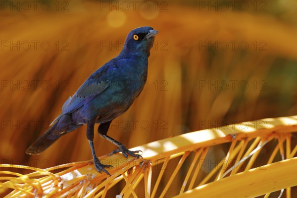 Cape Glossy Starling, Lamprotornis nitens, in nature habitat, orange plam tree with fruits. Detail