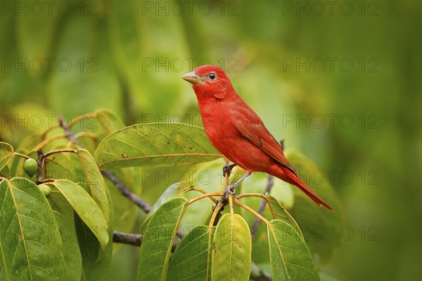 Summer Tanager, Piranga rubra, red bird in the nature habitat. Tanager sitting on the green palm