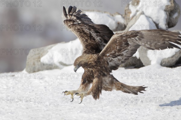 Steinadler; lat. Aquila chrysaetos; Altvogel; adult; im Anflug mit vorgestreckten Fängen dicht über