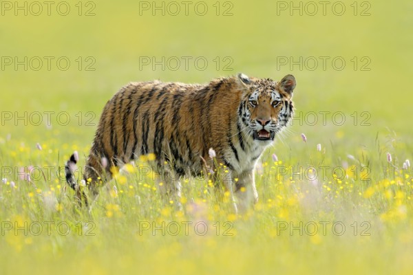 Tiger with ping and yellow and pink flowers. Siberian tiger in beautiful habitat. Amur tiger