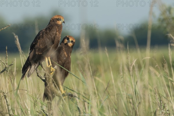 Western Marsh Harrier (Circus aeruginosus) juvenile, Schleswig-Holstein, Germany