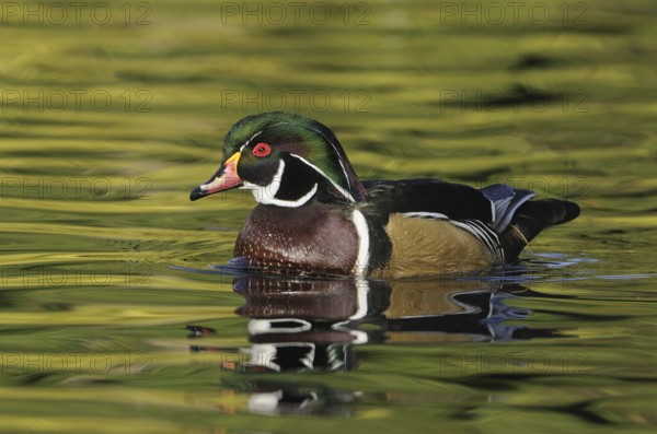 Wood Duck (Aix sponsa) male, British Columbia, Canada