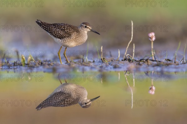 Wood Sandpiper (Tringa glareola) foraging, Poland