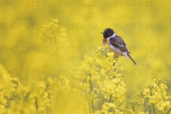 European Stonechat (Saxicola rubicola) male perched in a rape field, Saxony-Anhalt, Germany