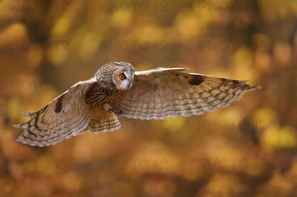 Autumn nature. Owl in orange forest, yellow leaves. Long-eared Owl with orange oak leaves during
