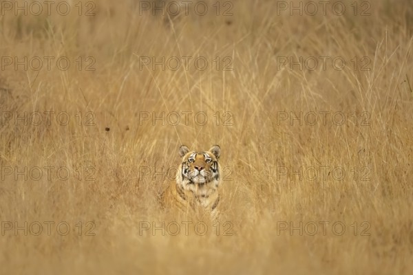 Bengal tiger (Panthera tigris tigris), lying in the tall grass, Bandhavgarh National Park,
