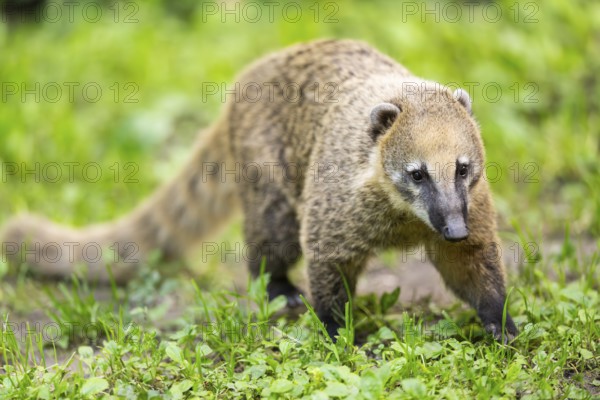 South American coati (Nasua nasua) walking on the ground, captive, Zoo Augsburg