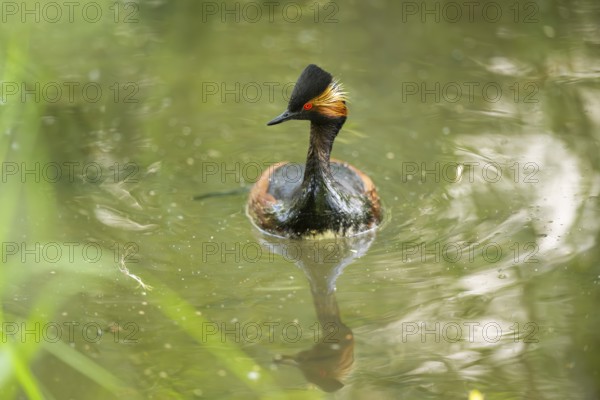 Black-necked grebe or eared grebe (Podiceps nigricollis) swimming in the water, captive, Zoo