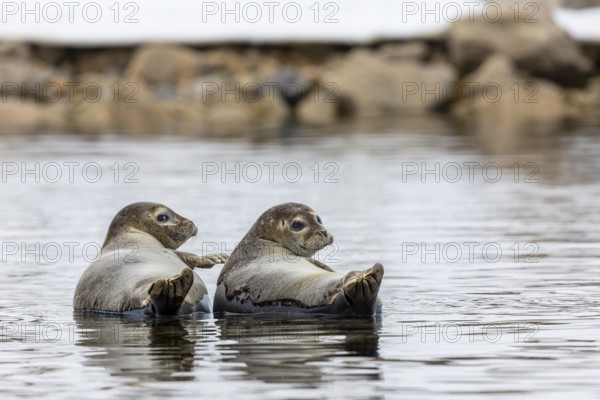 Two harbour seals (Phoca vitulina) lying on stones in the water, Mammals (Mammalia),