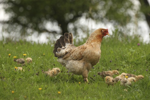 Domestic chicken with a few days old young ones looking for food in a meadow, free-range, organic