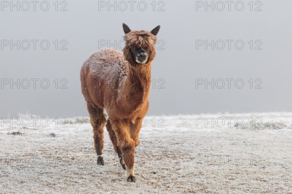 A brown alpaca (Vicugna pacos) stands in dense fog on a frozen meadow in hilly terrain. Captive,