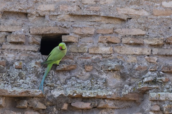 Ring-necked parakeet (Psittacula krameri) adult bird next to a hole in an ancient wall in the city,