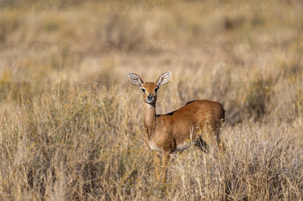 Steenbok (Raphicerus campestris), adult female, standing in dry grass, in the morning light, Khama
