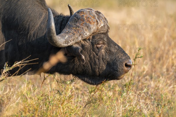 Cape buffalo (Syncerus caffer caffer), adult male, in dry grass, in the evening light, animal