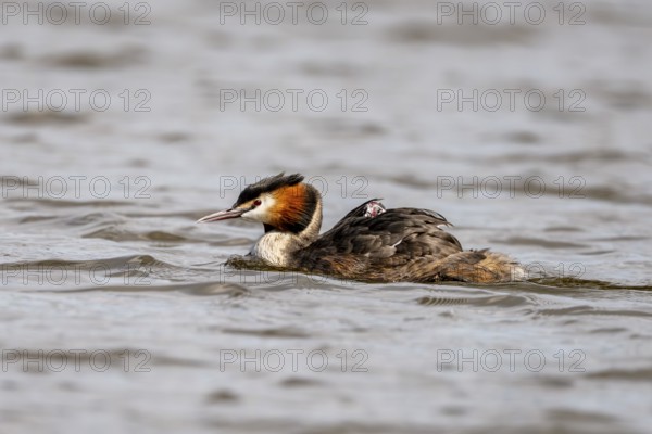 Great Crested Grebe (Podiceps scalloped ribbonfish), with chicks on its back, Vulkaneifel,