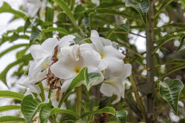 White frangipani (Plumeria pudica), San Cristobal, Galapagos, Ecuador