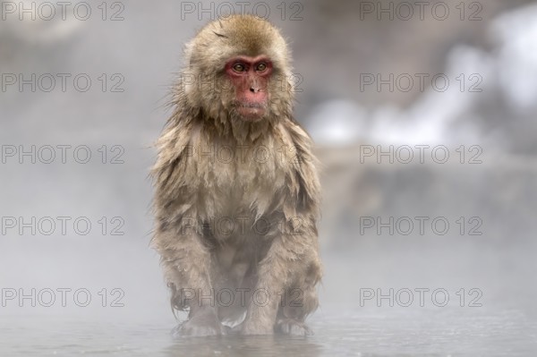 Japanese macaque (Macaca fuscata), wet, bathing, in winter, Jigokudani Snow Monkey Park,