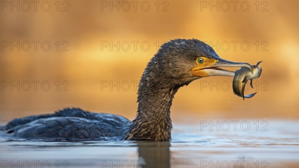 Great Cormorant (Phalacrocorax carbo) with captured Black bullhead (Ameiurus melas) prey in its
