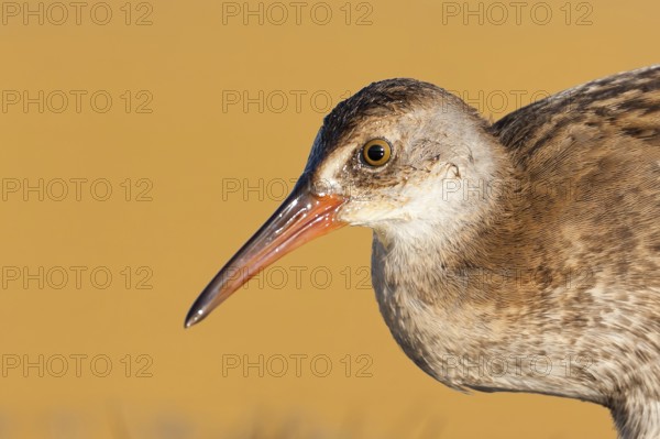 Water Rail (Rallus aquaticus), Greece