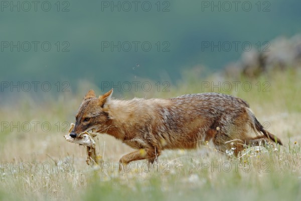 Golden jackal, Canis aureus, feeding scene with meadow, Madzharovo, Eastern Rhodopes, Bulgaria.